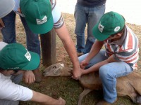 /album/sindicatoruraldepardinho/ovinos-209-jpg/